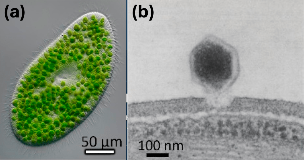 Complex chloroviruses